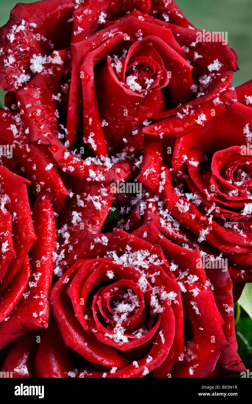 Bouquet di rose rosse coperte di fiocchi di neve in inverno Foto Stock