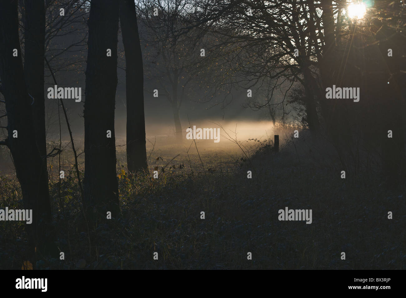 Drifting di nebbia attraverso boschi come il crepuscolo scende Foto Stock
