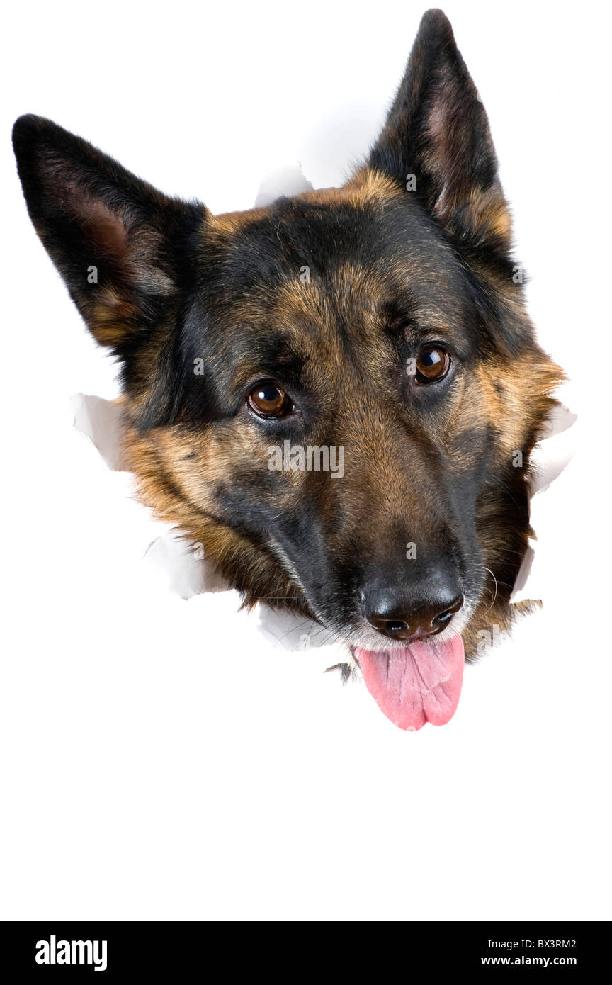 Oggetto su bianco - museruola dog close up Foto Stock