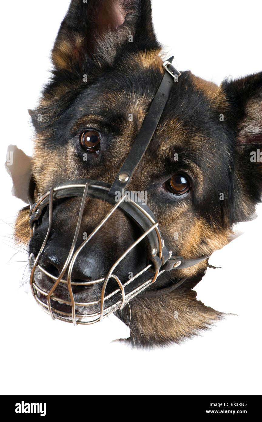 Oggetto su bianco - museruola dog close up Foto Stock