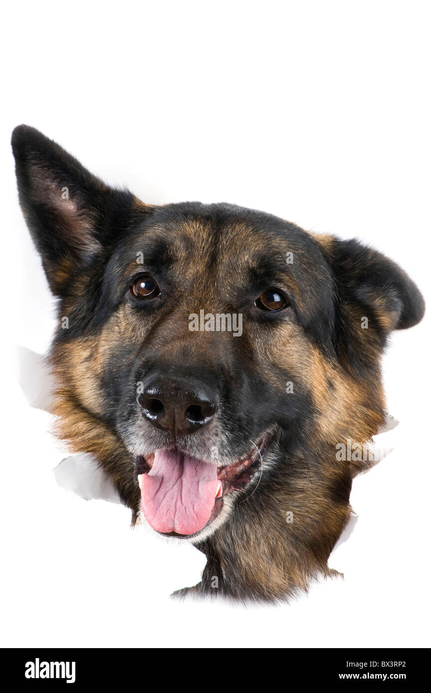 Oggetto su bianco - museruola dog close up Foto Stock