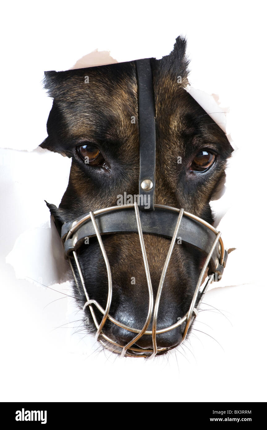 Oggetto su bianco - museruola dog close up Foto Stock
