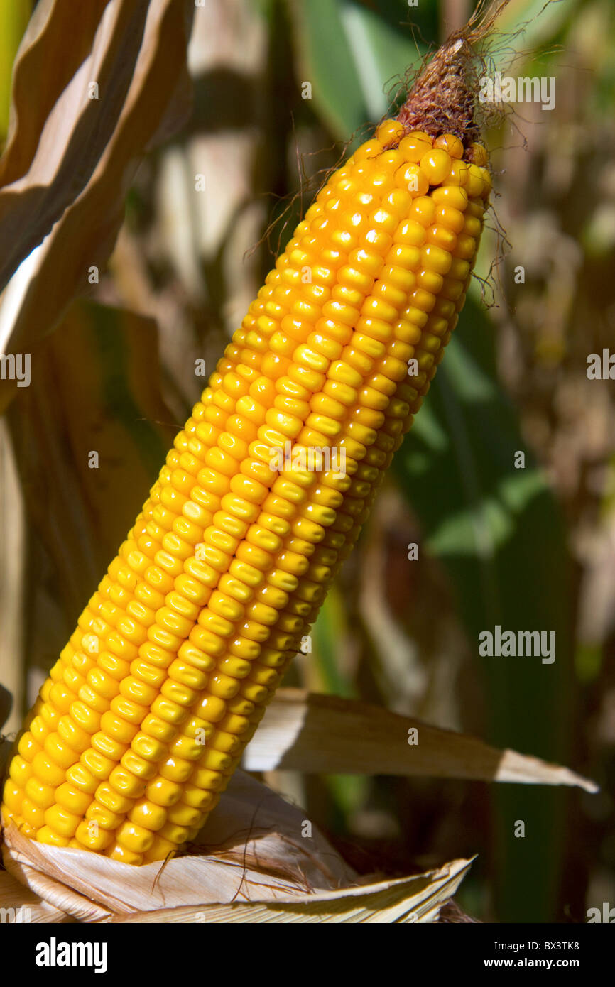 Alimentazione mature sulla pannocchia di mais in Canyon County, Idaho, Stati Uniti d'America. Foto Stock