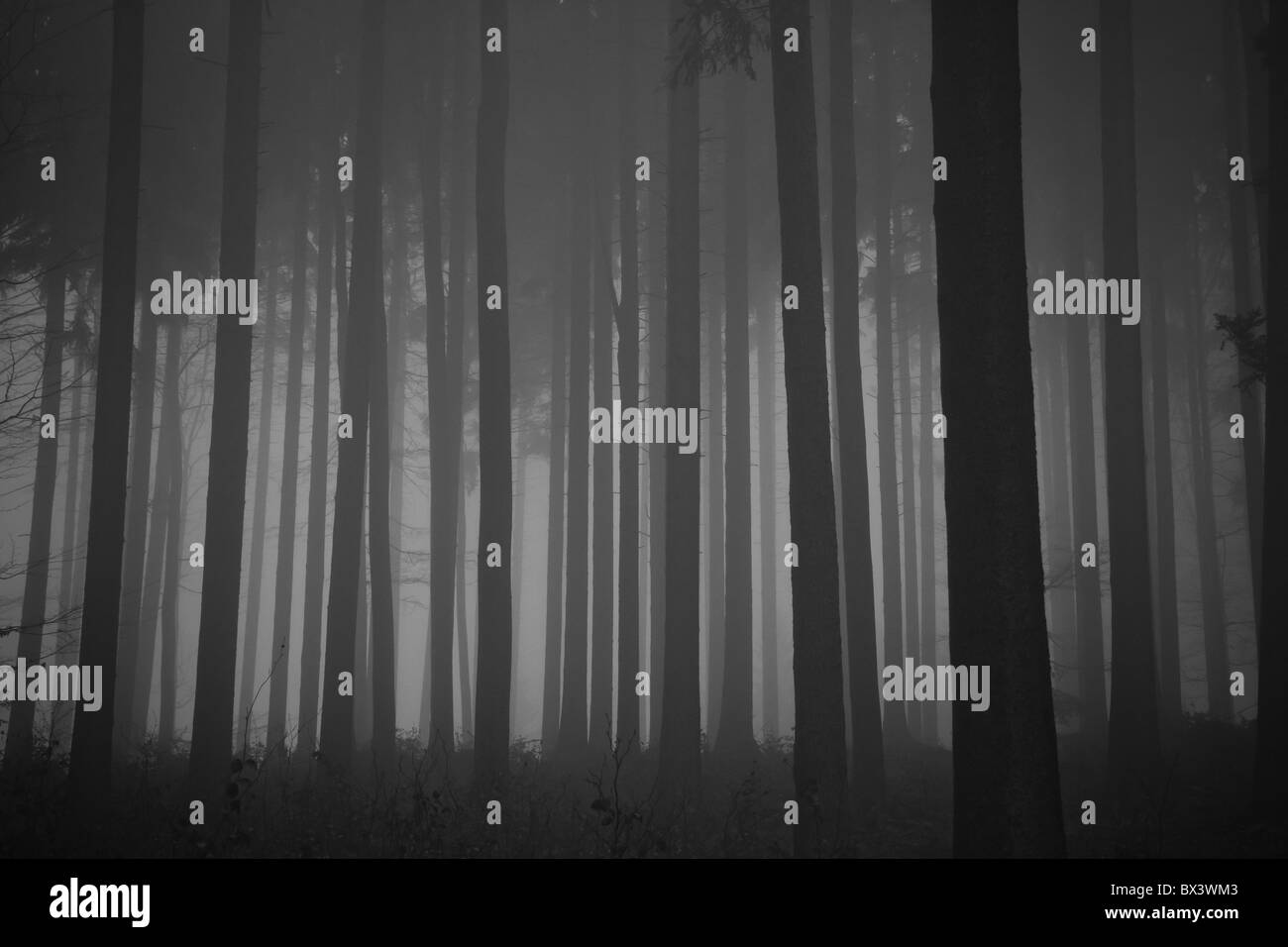 Misty forest all'alba in autunno Foto Stock