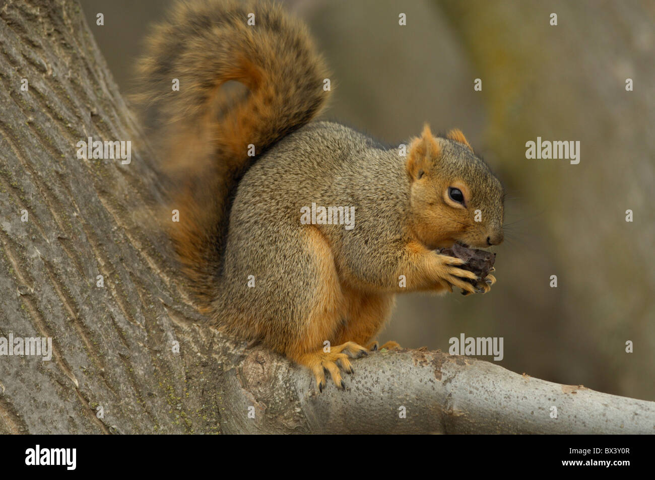 Fox orientale scoiattolo (Sciurus niger) Foto Stock