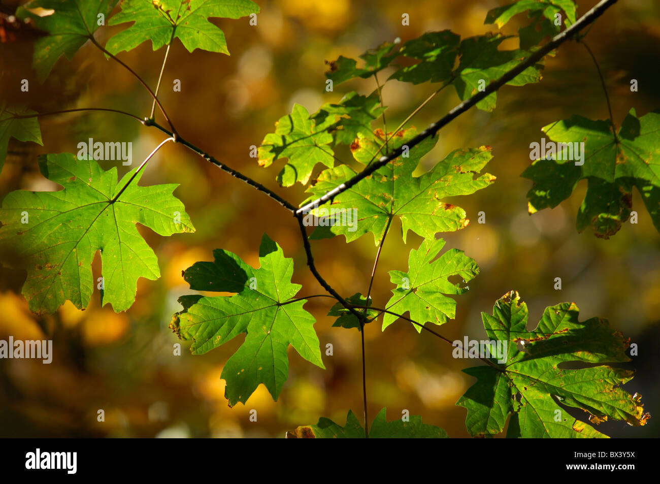 Foglie di Acero (Acer macrophyllum) Foto Stock