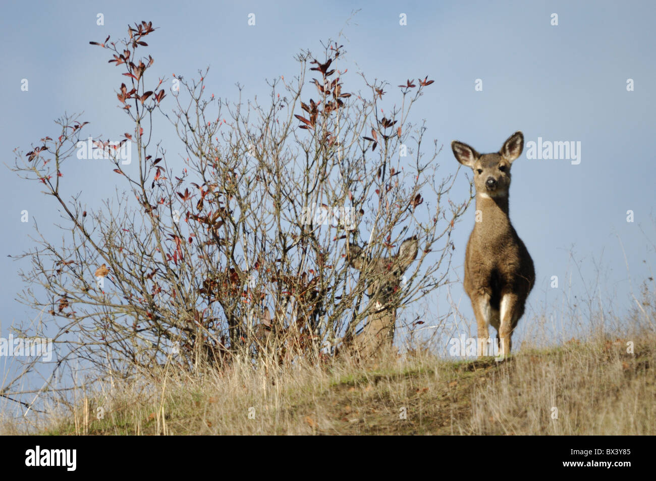 Mule Deer (Odocoileus hemionus) Foto Stock