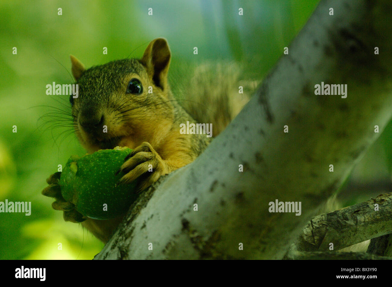 Fox orientale scoiattolo (Sciurus niger) Foto Stock