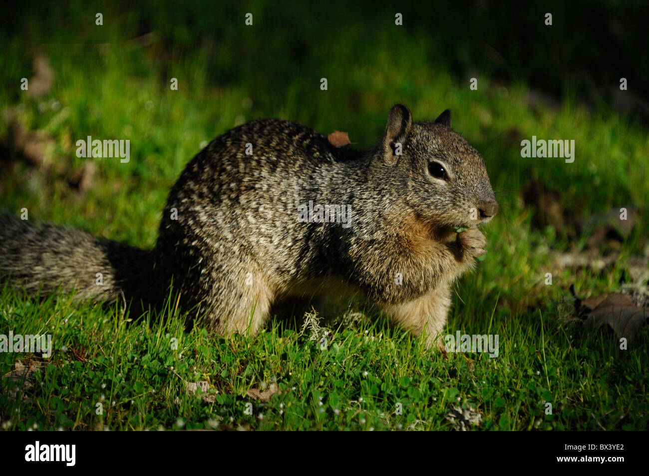 La massa della California scoiattolo (Spermophilus beecheyi) Foto Stock