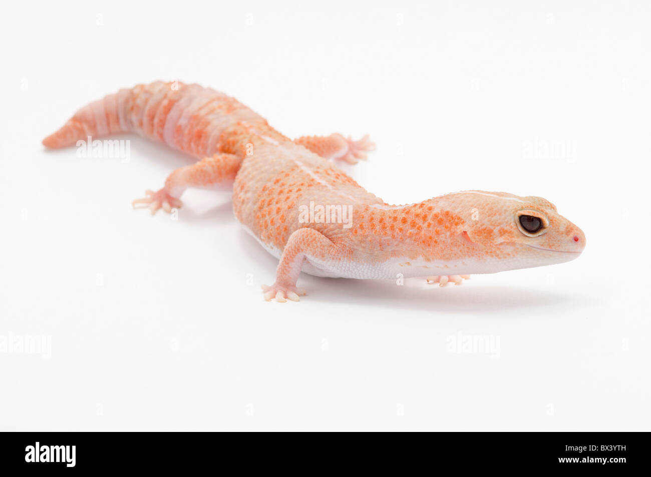 Color pesca africana Amelanistic Fat-Tailed Gecko (Hemitheconyx Caudicinctus) Foto Stock