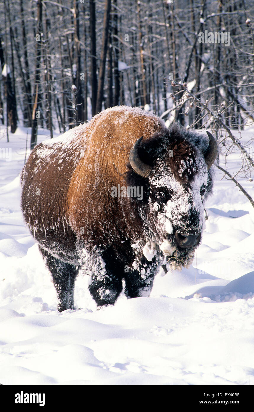 North American Bison in inverno. Foto Stock