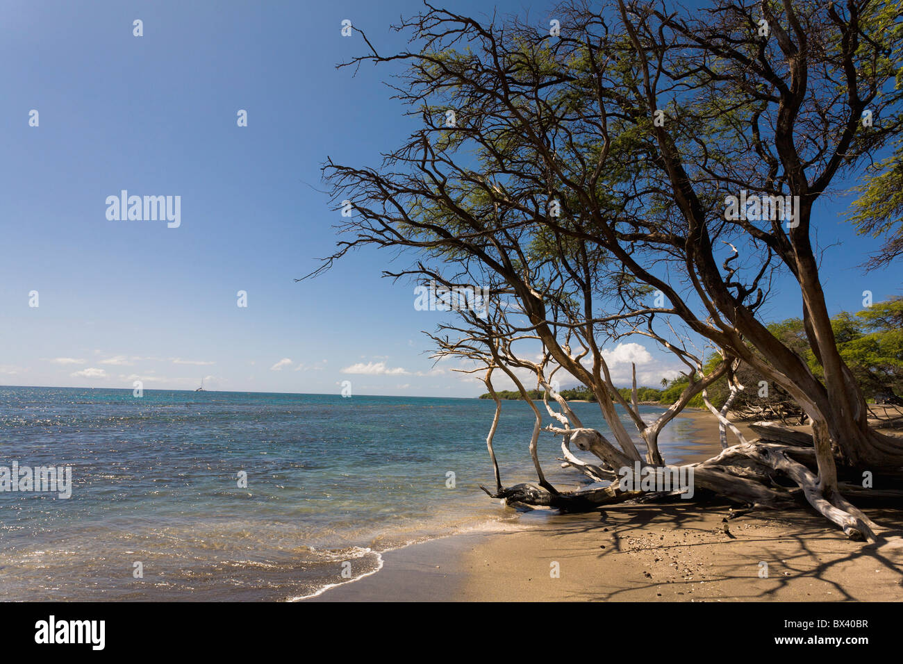 Albero su di una spiaggia lungo la costa; Maui, Hawaii, Stati Uniti d'America Foto Stock