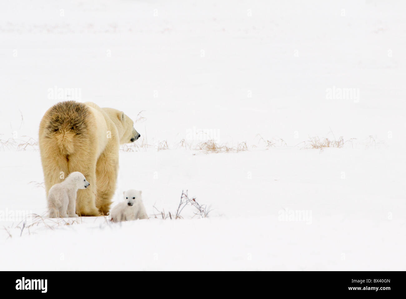 Orso polare seminare con i suoi cuccioli In Wapusk National Park; Churchill, Manitoba, Canada Foto Stock