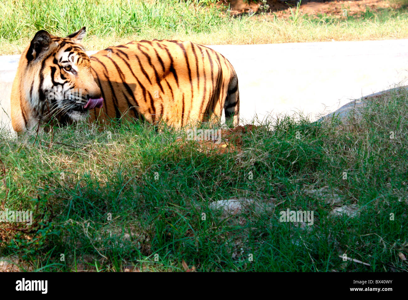Royal tigre del Bengala Foto Stock