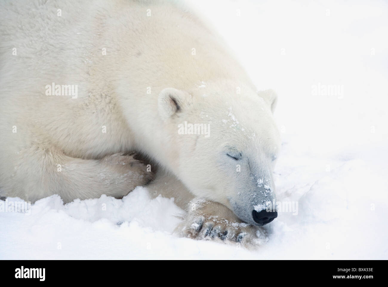 Orso polare (Ursus maritimus) ha gli occhi chiusi durante un tranquillo sonno; Churchill, Manitoba, Canada Foto Stock