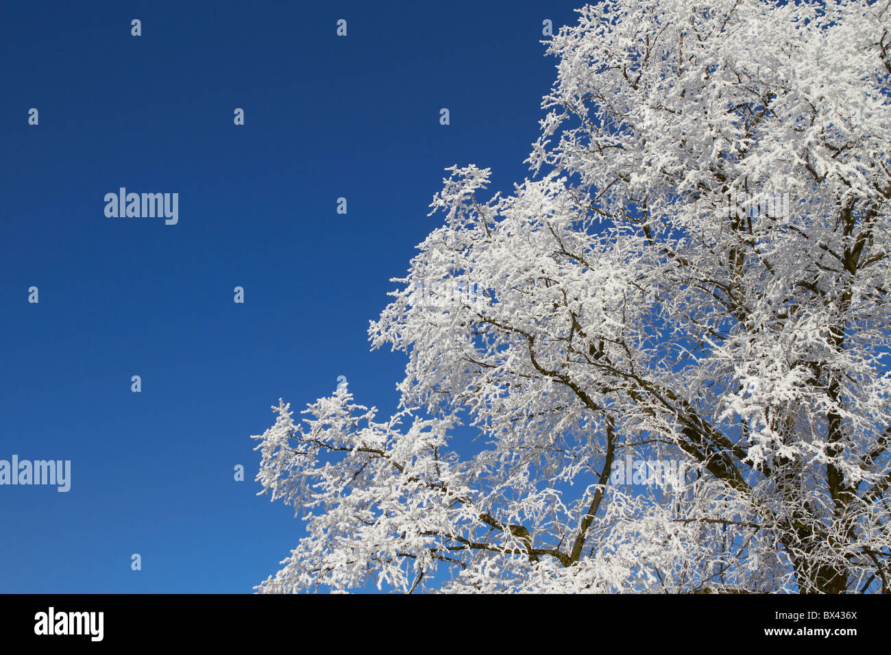 Trasformata per forte gradiente Frost Tree contro il cielo blu Foto Stock