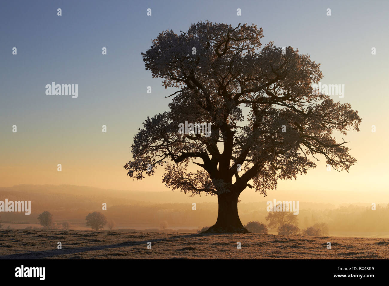 Inverno caldo ad albero Misty Glow Bobbington, Inghilterra Foto Stock