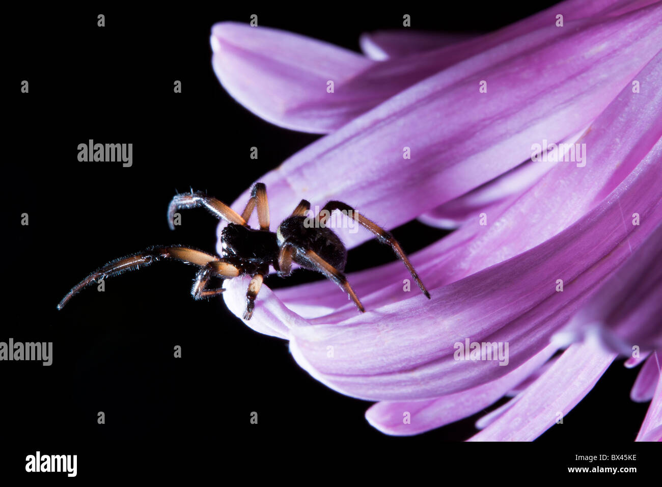 Ragno sul fiore su sfondo nero Foto Stock