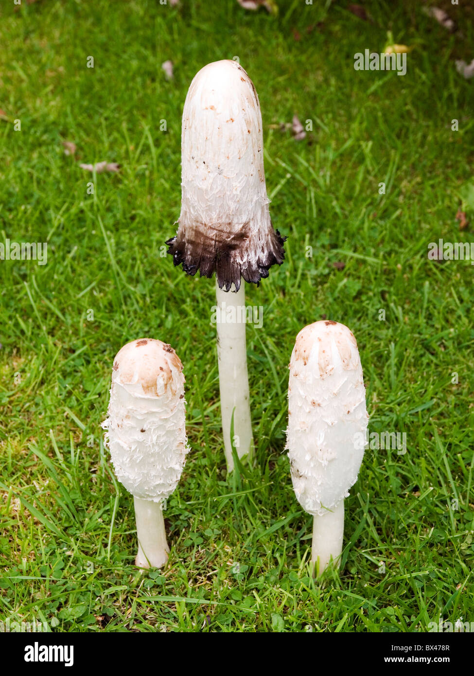Funghi - Coprinus comatus - Avvocato parrucca - Shaggy copertura di inchiostro Foto Stock
