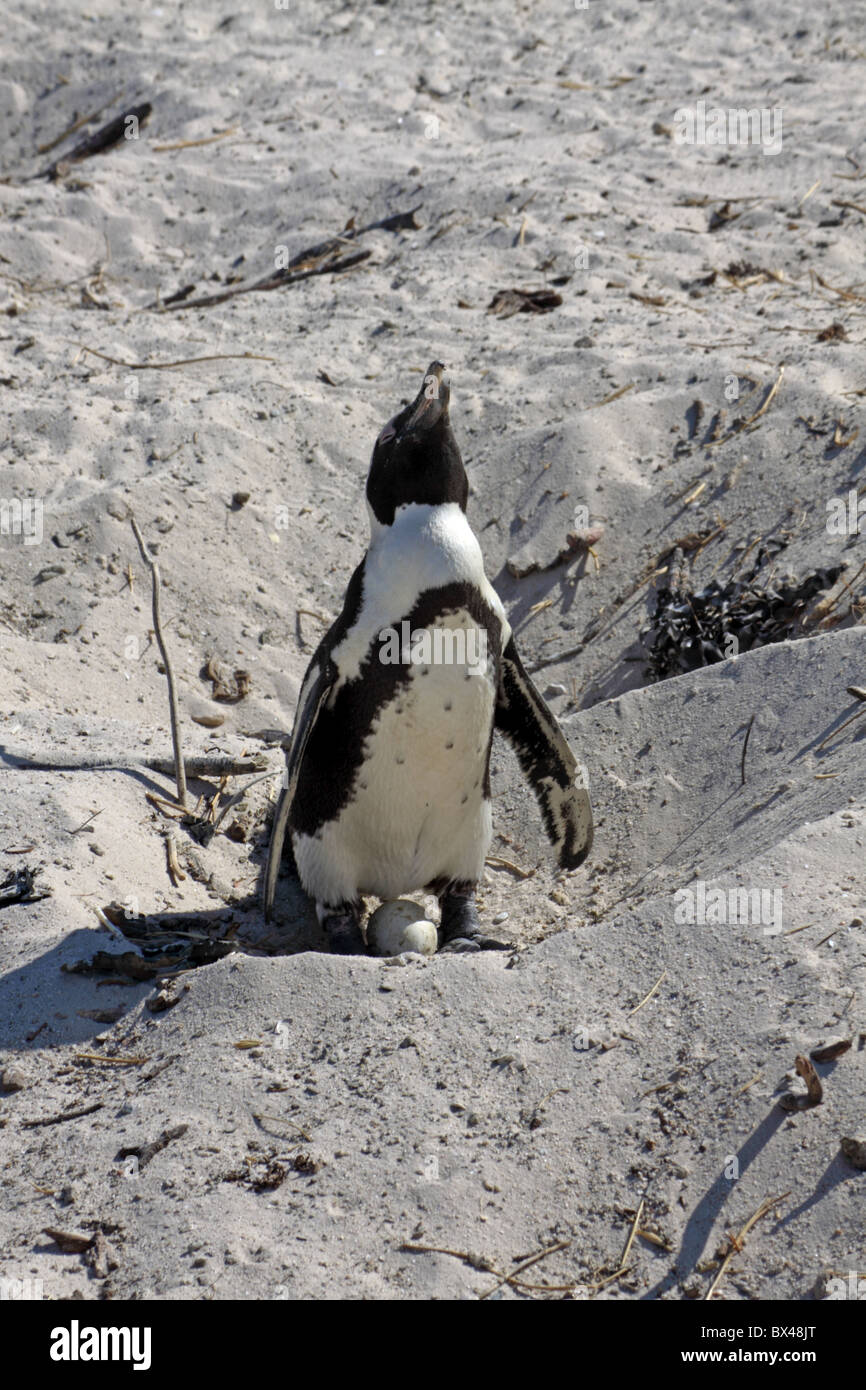 Jackass penguin con uovo a Boulders Beach in Sud Africa Foto Stock