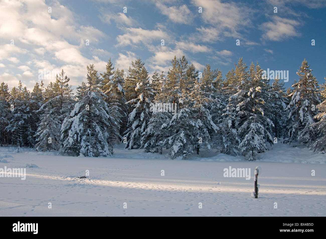 Un bosco piscina a forma di libellula congelati in inverno, ma vivo con attività in estate. SCO 7078 Foto Stock