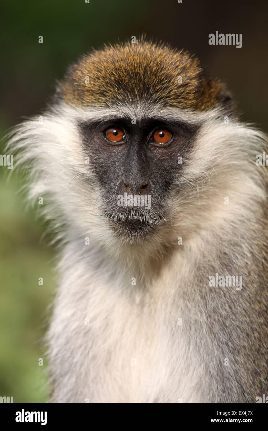 Viso e Testa di scimmia Grivet Cercopithecus aethiops prese a Wendo Genet, Etiopia Foto Stock