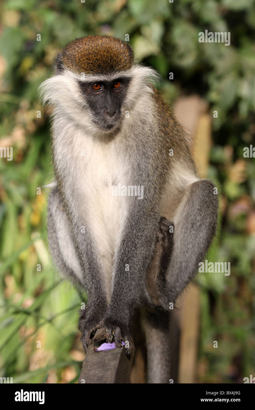 Grivet Monkey Cercopithecus aethiops prese a Wendo Genet, Etiopia Foto Stock