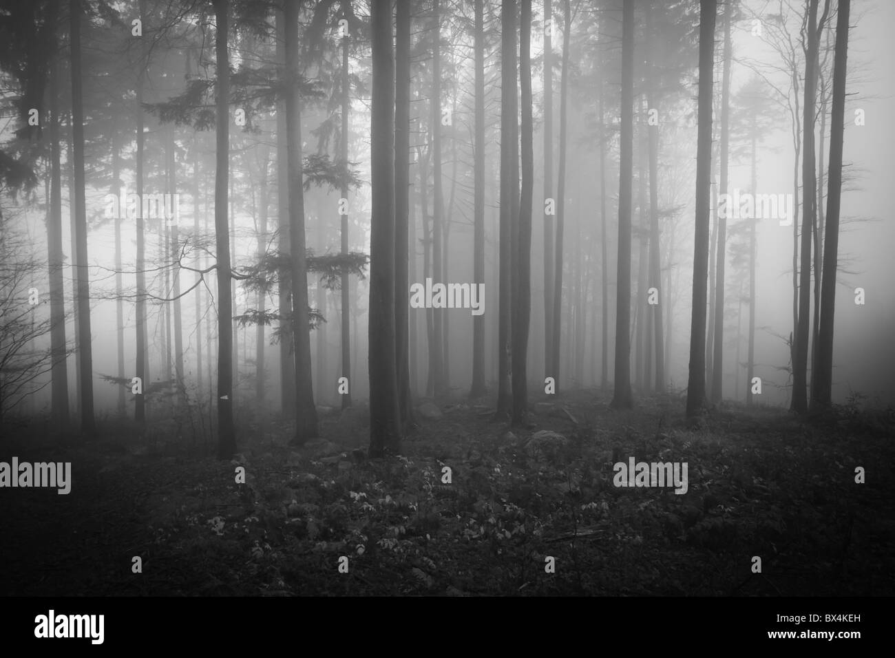 Misty forest all'alba in autunno Foto Stock