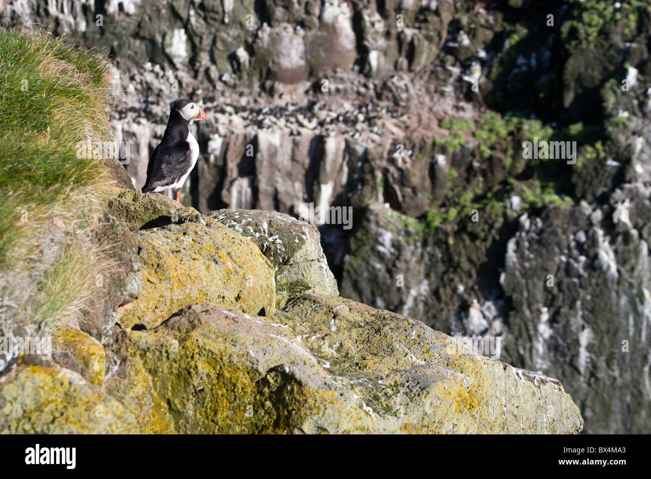 Islandese di puffin closeup Foto Stock