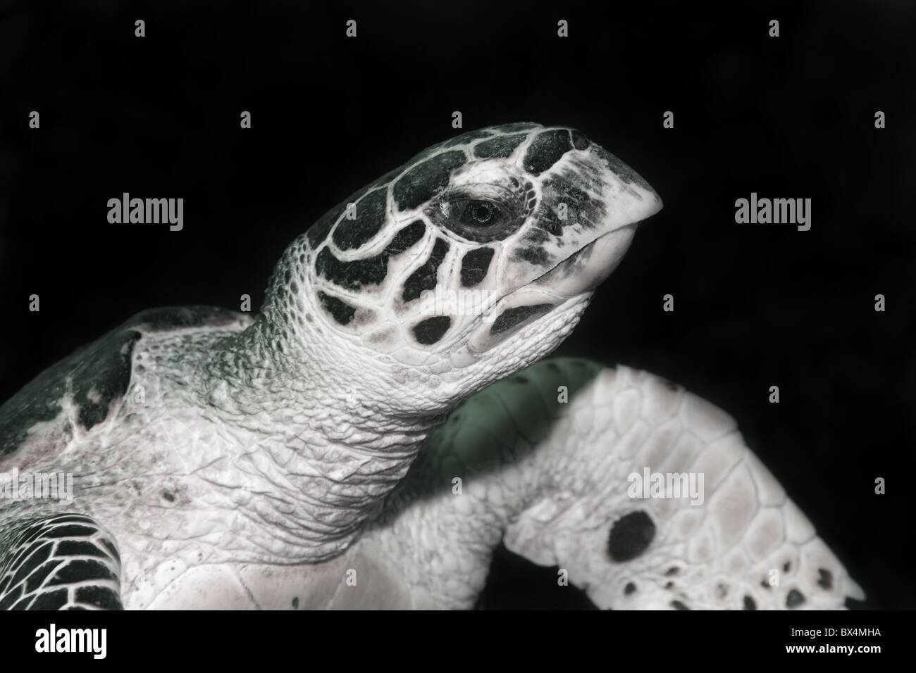 Turtle underwater in Sud Africa Foto Stock