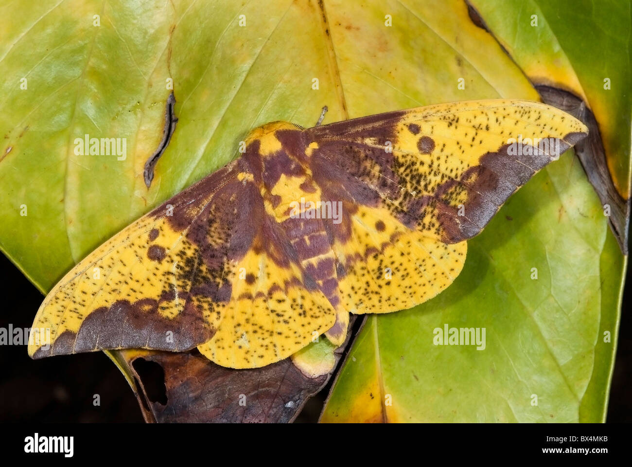 Imperial moth 'Eacles imperialis' dal Costa Rica Foto Stock
