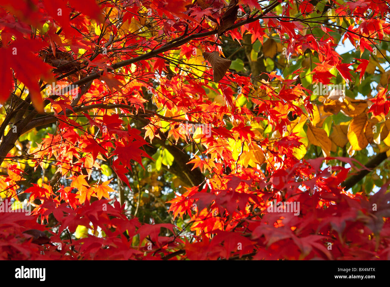 Il fogliame autunnale Foto Stock