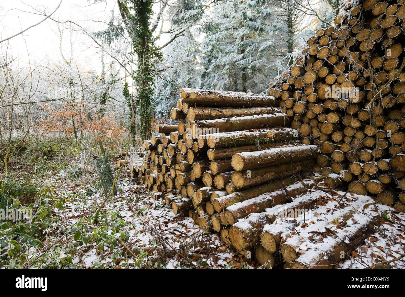 Inverno scene in Somerset, Inghilterra, Regno Unito. Frosty campi e congelati bosco misto, spolverato di neve. Freddo pungente inverno. Foto Stock