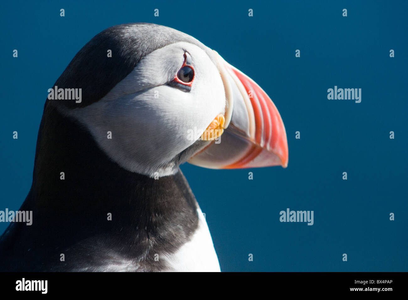 Islandese di puffin closeup Foto Stock