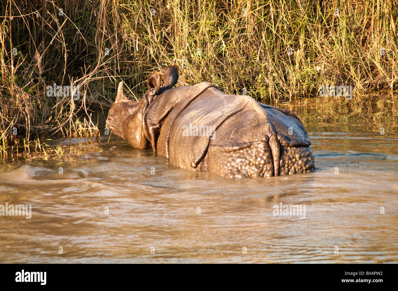 Asiatico-cornuto Rhino, Chitwan il parco nazionale, il Nepal Foto Stock