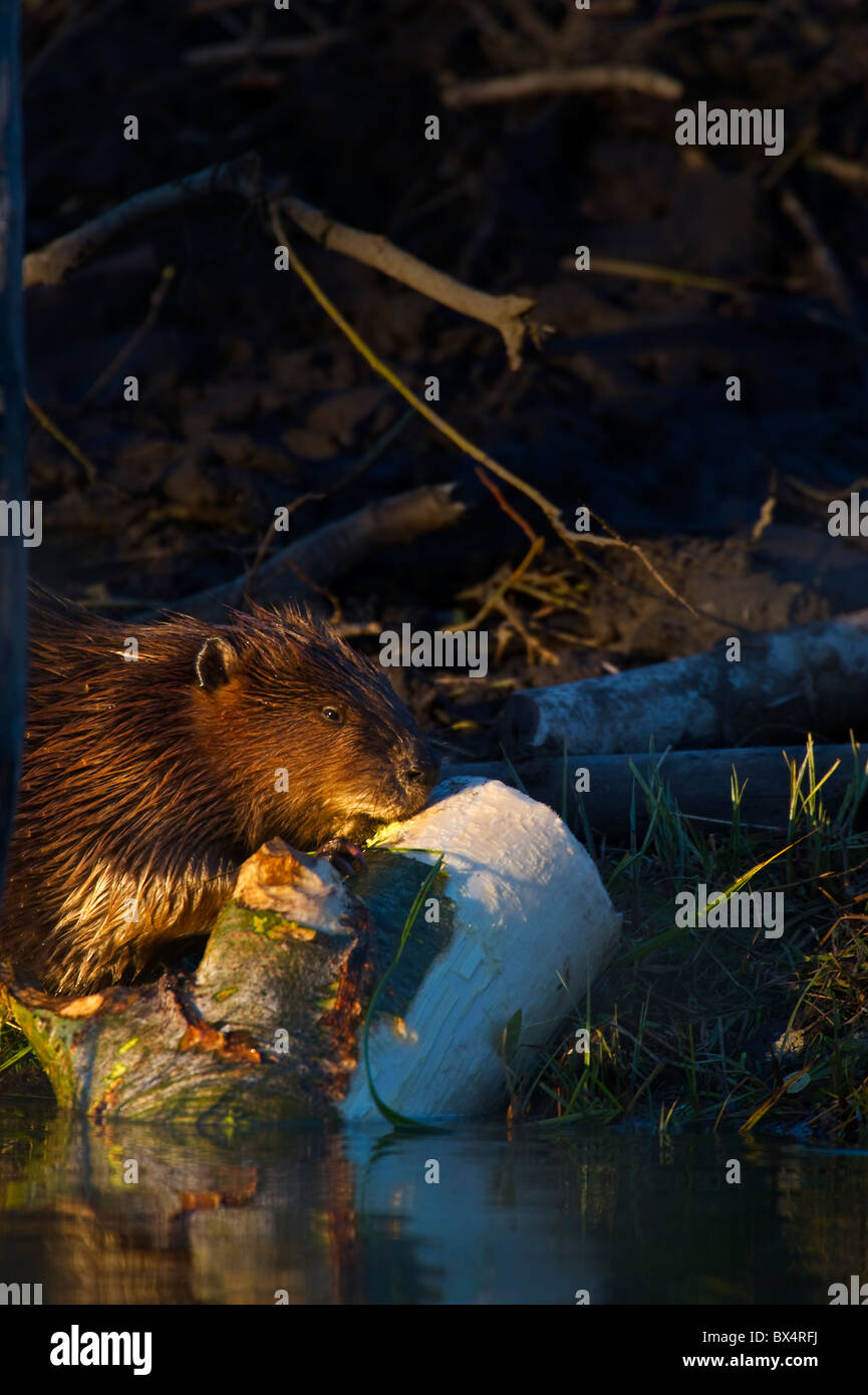 Un wild beaver chewing su alcuni corteccia da un pioppo Foto Stock