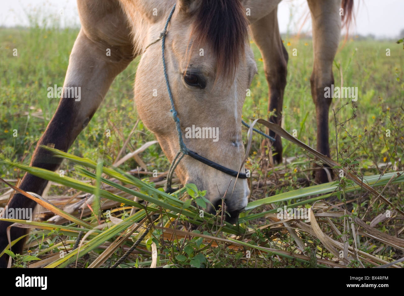 Cavallo mangiare erba la mattina presto nel Tamasopo, San Luis Potosi Foto Stock