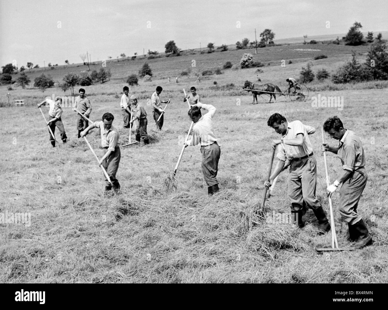 Harvest, fieno rastrellamento, soldato, soldati, mano Foto Stock