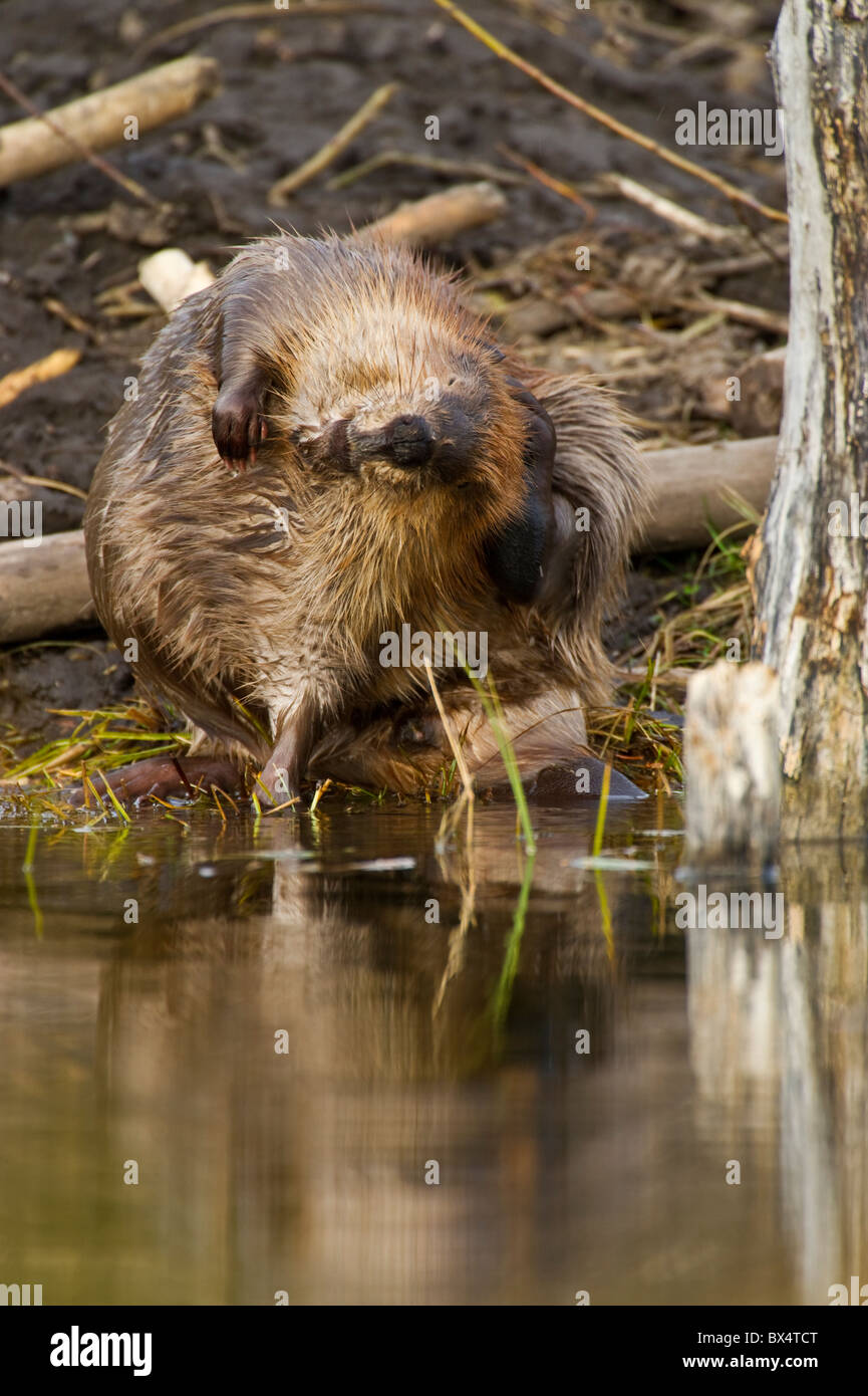 Un adulto beaver seduto e graffi Foto Stock