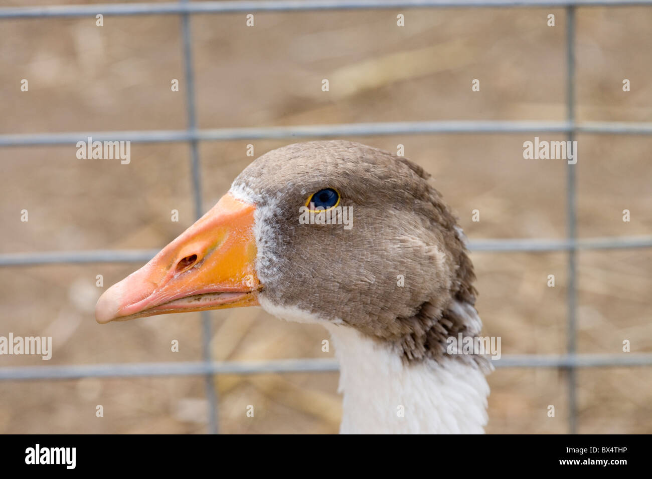 Pomeraniam Goose Anser anser razza domestica. Proviene da NE in Germania. In una vendita penna a un asta di bestiame.testa o ritratto. Foto Stock