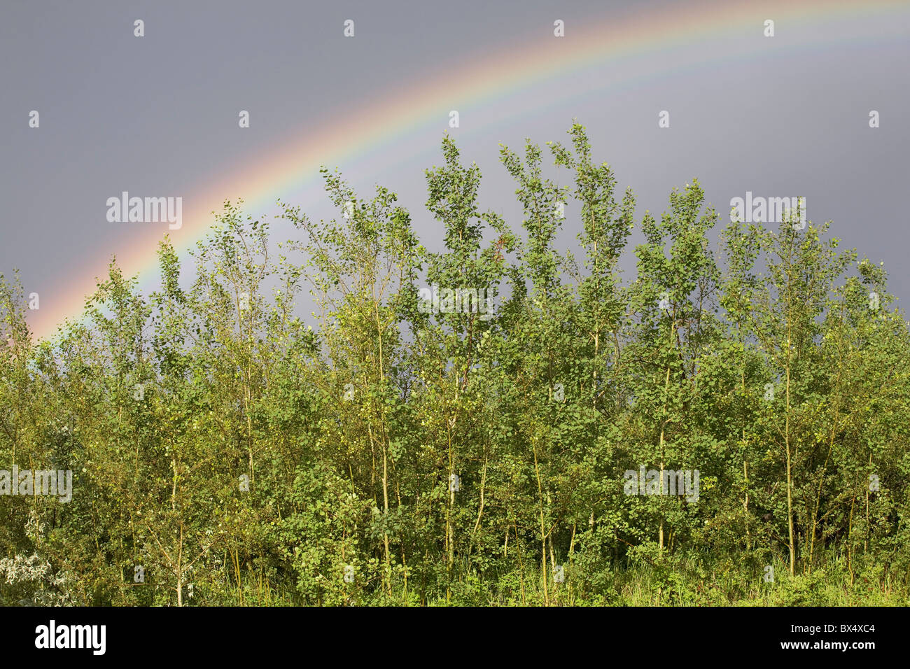 Rainbow su un gruppo di alberi; Calgary, Alberta, Canada Foto Stock