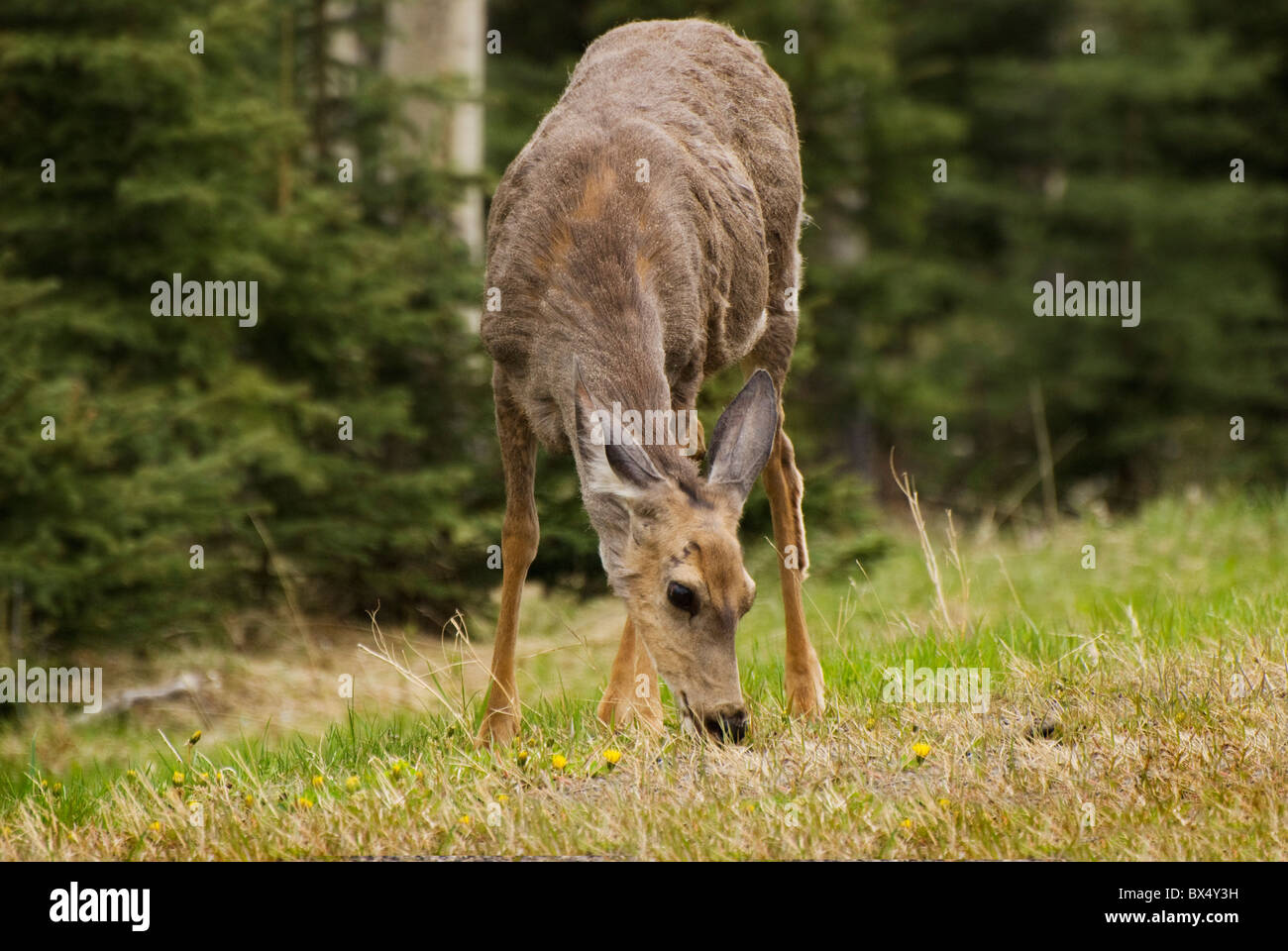Mule Deer (Odocoileus Hemionus) il pascolo; Kananaskis, Alberta, Canada Foto Stock