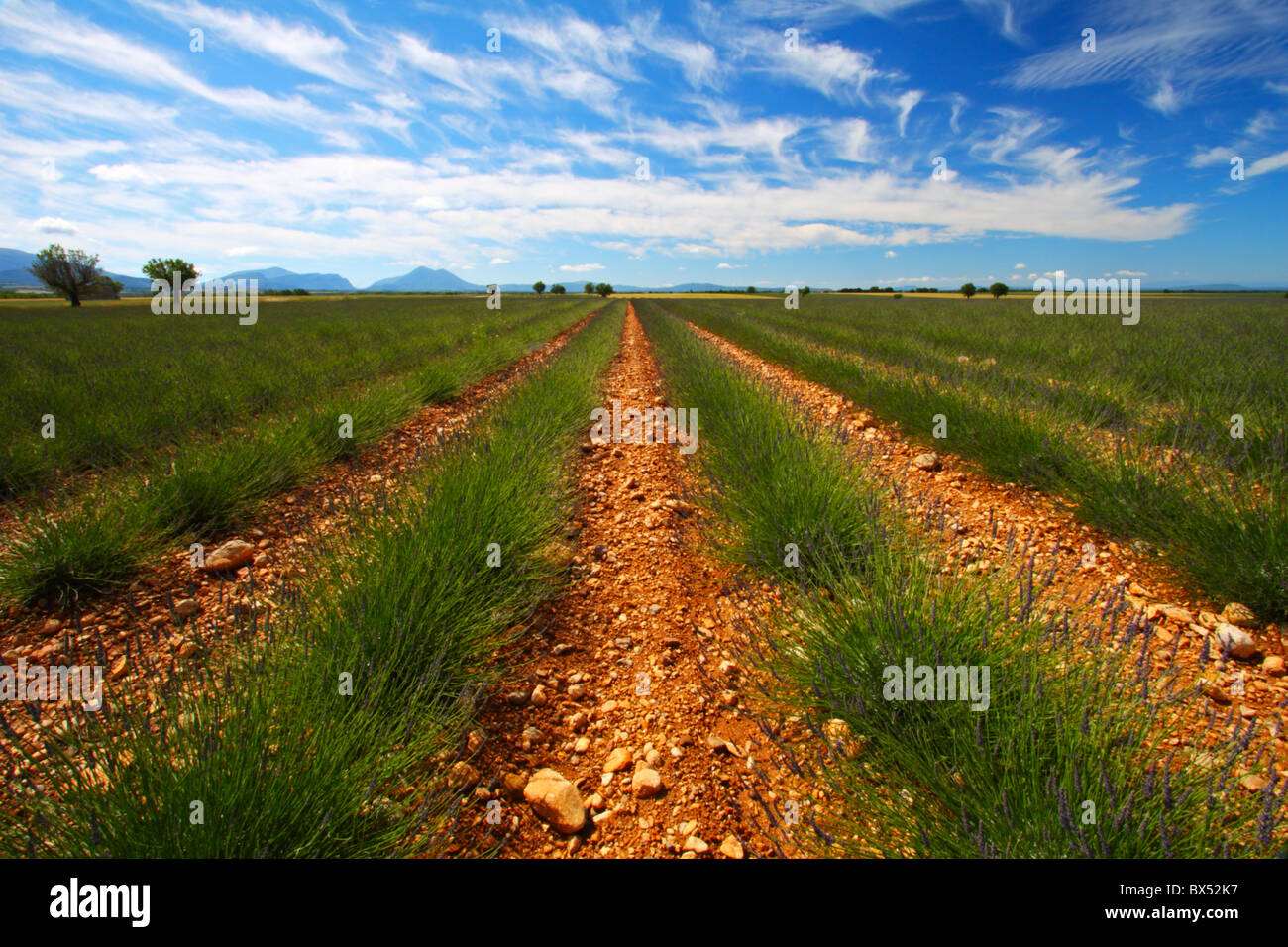 Campi di lavanda sul Plateau de Valensole nella regione della Provenza di Francia, Europa Foto Stock