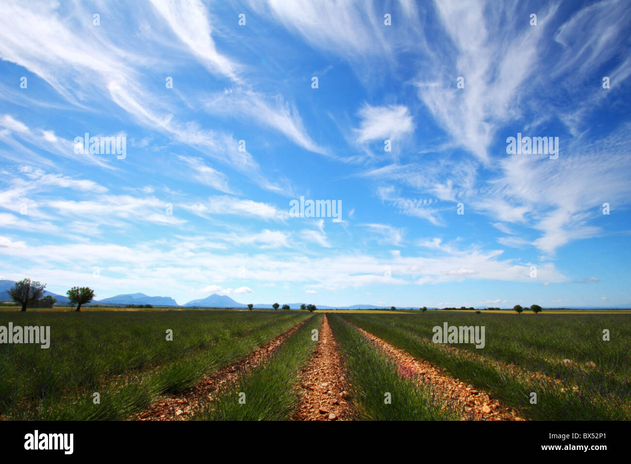 Campi di lavanda sul Plateau de Valensole nella regione della Provenza di Francia, Europa Foto Stock