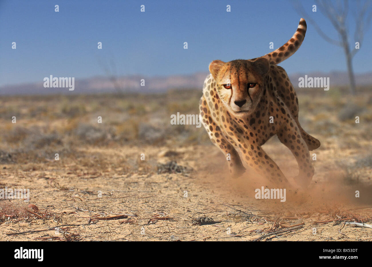 Cheetah in esecuzione, artwork Foto Stock