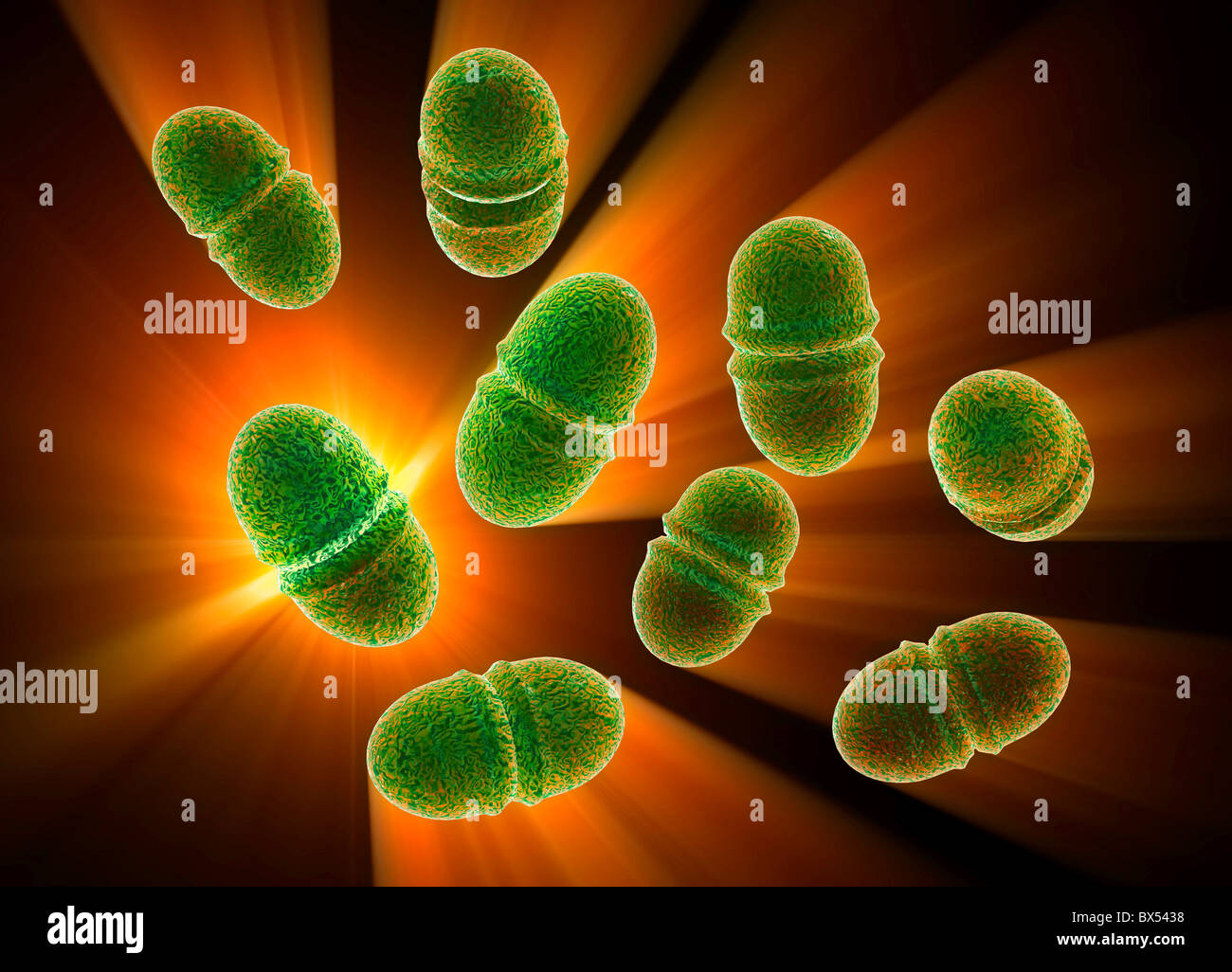 Enterococcus faecalis immagini e fotografie stock ad alta risoluzione -  Alamy
