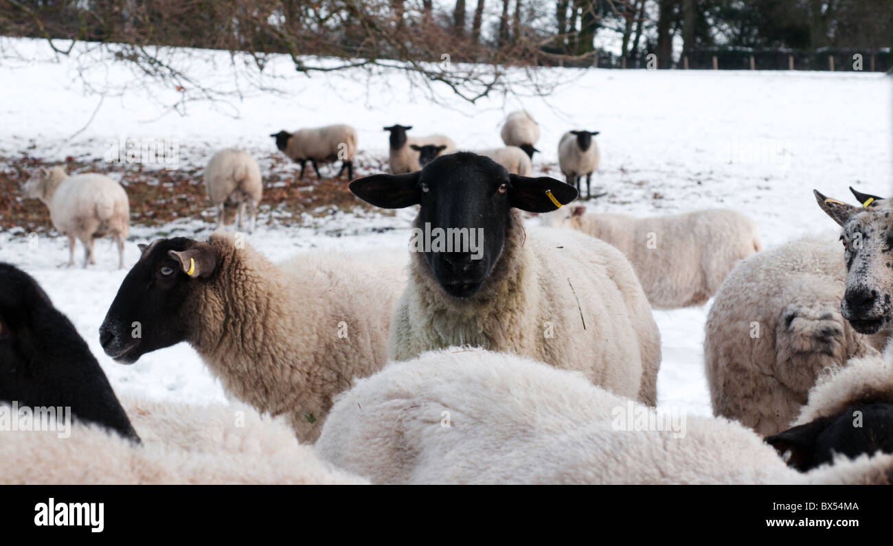 Pecore nella neve Foto Stock