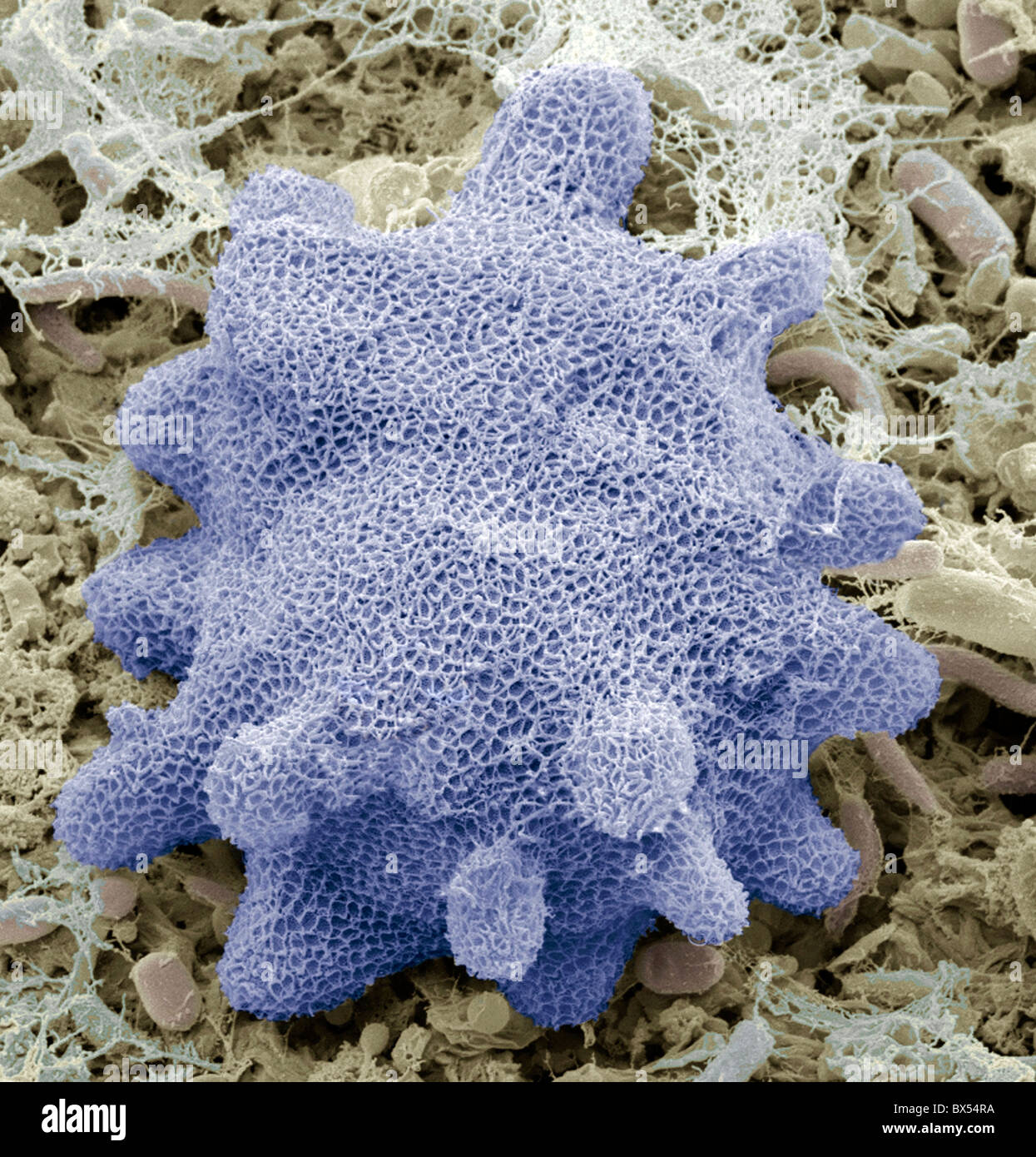 Spugna di acqua dolce, SEM Foto Stock