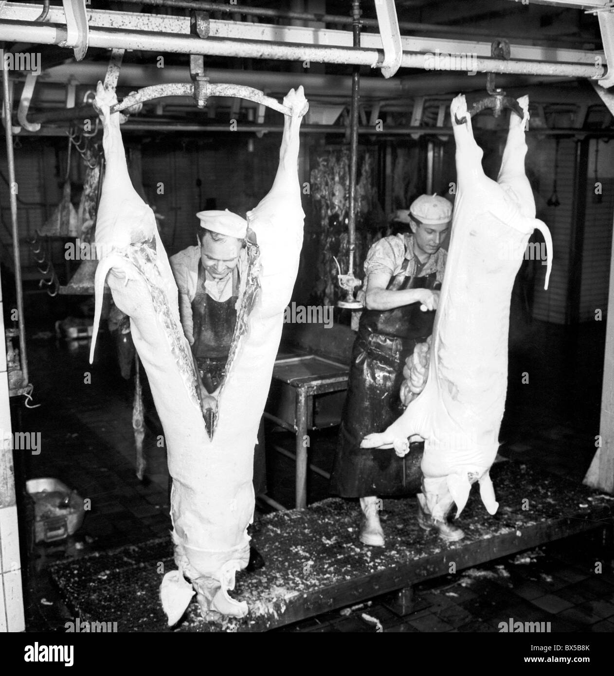 Macello macellaio tagli di maiale in due pezzi a Louny impianto - Cecoslovacchia 1958. (CTK Photo Victor Lomoz) Foto Stock