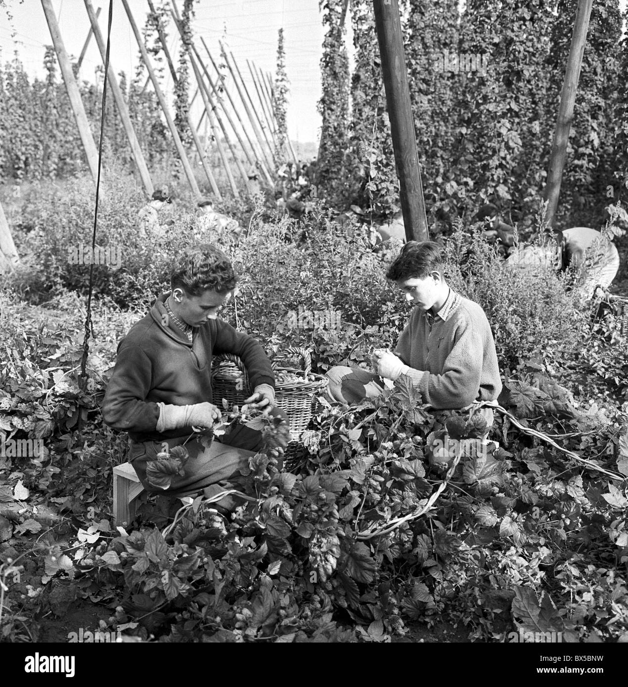 Giardino hop hop, picking, studenti Foto Stock